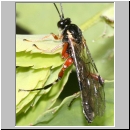 Pimpla turionnellae - Schlupfwespe 020d m11mm-fdet05.jpg